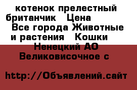 котенок прелестный британчик › Цена ­ 12 000 - Все города Животные и растения » Кошки   . Ненецкий АО,Великовисочное с.